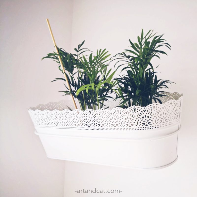 Chamaedorea plants safe for cat flowers safe for cat plant pure air at home palm in white flowerpot
