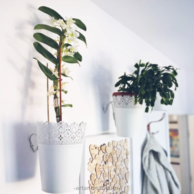 flowers safe for cats dendrobium orchidea for cats houseplants friendly for cats photos orchidea in white flowerpot