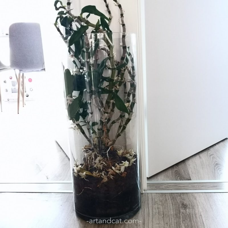 dendrobium perfect for cats lovers flower safe for cats plants good for cats orchidea in glass flowerpot