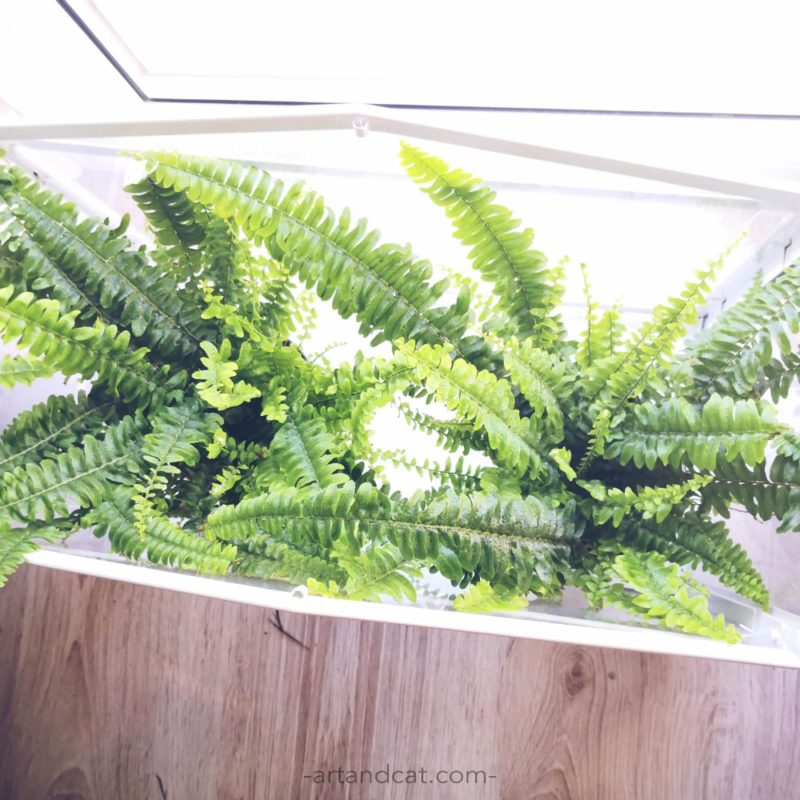 Nephrolepis fern flower safe for cat healing power of plants plants for cat lovers