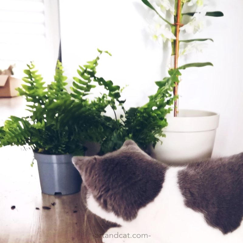 british cat hiding behinde Nephrolepis fern houseplants friendly for cats flower safe for cat