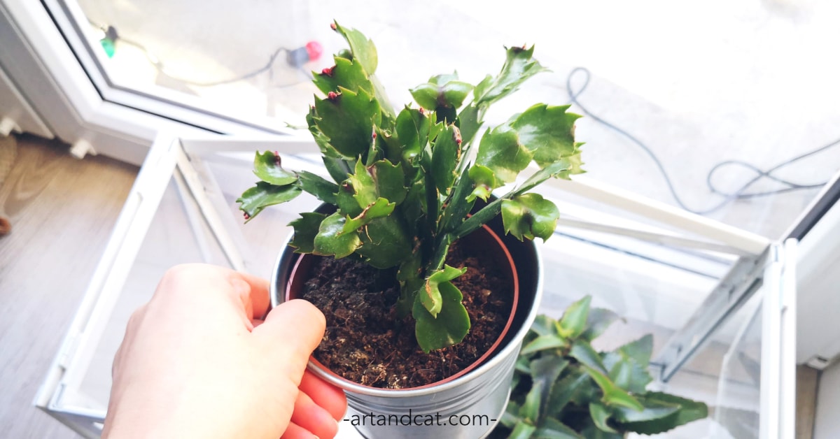Schlumbergera cactus perfect for bedroom flowers safe for cat cats and plants at home