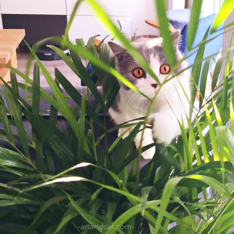 flowers safe for animals british cat in flowers cats friendly houseplants