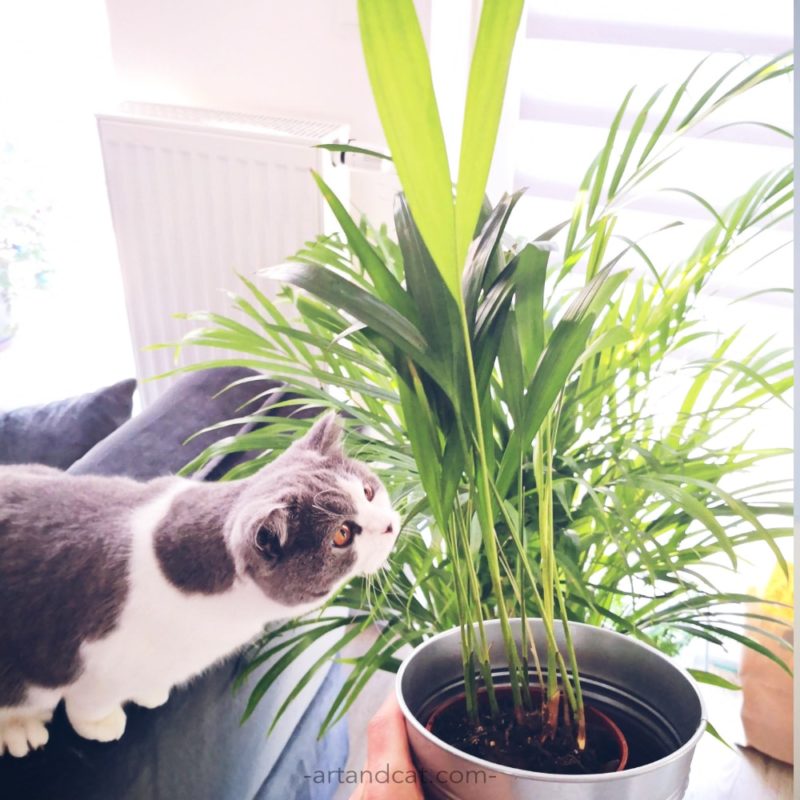 flowers safe for cat cat and areca palm pure air at home houseplants friendly for cats