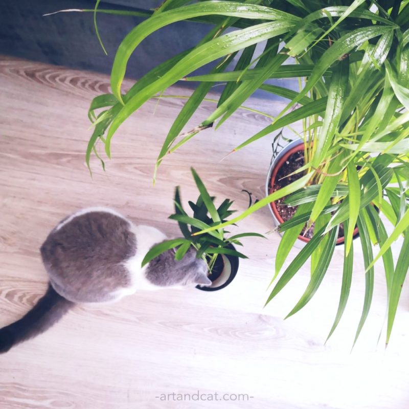 flowers friendly for cat cat playing with houseplants areca palm improving air quality