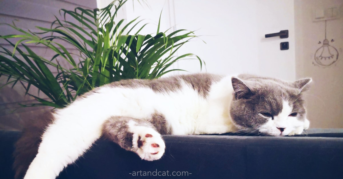 houseplants safe for cats flowers for cats british cat laying under palm