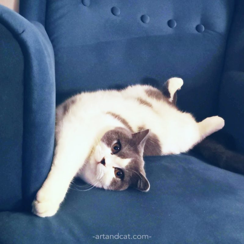 british cat funny laying on blue armchair cute cats cat's hygge