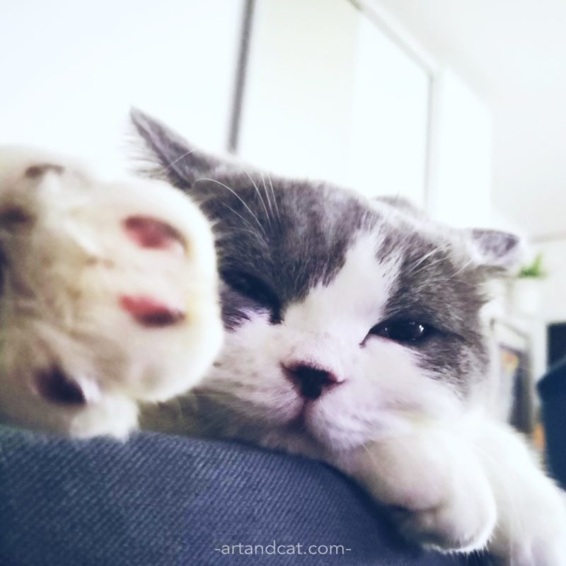 cute british cat on sofa sweet cat's paw cat's hygge slow life